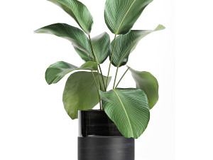 houseplants in a black pot for the interior 710 3D Model