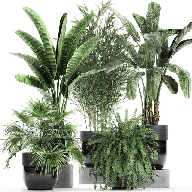 houseplants in a black pot for the interior 711 Modelo 3D .c4d .max .obj .3ds .fbx .stl .blend 