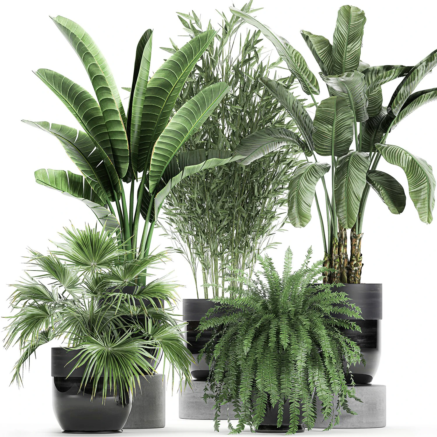 houseplants in a black pot for the interior 711 3D Model .c4d .max .obj .3ds .fbx .stl .blend 