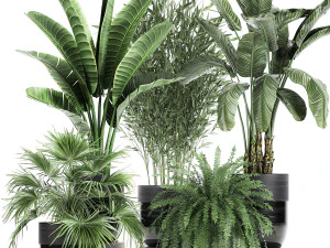 tanaman hias dalam pot hitam untuk interior 711 Model 3D