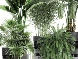 houseplants in a black pot for the interior 711 Modelo 3D