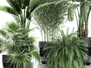 houseplants in a black pot for the interior 711 3D Model
