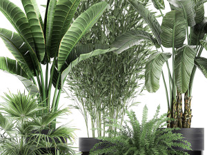 houseplants in a black pot for the interior 711 Modelo 3D