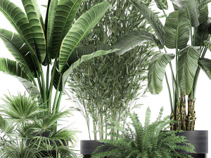 houseplants in a black pot for the interior 711 3D Model