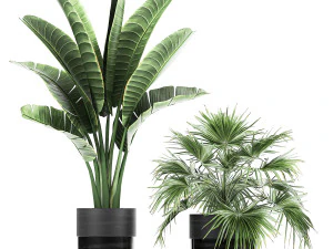 houseplants in a black pot for the interior 711 3D Model
