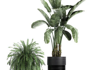 houseplants in a black pot for the interior 711 3D Model