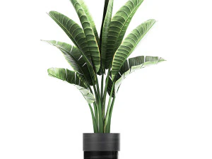 houseplants in a black pot for the interior 711 3D Model