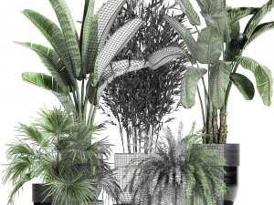 houseplants in a black pot for the interior 711 3D Model