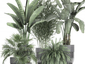 houseplants in a black pot for the interior 711 3D Model