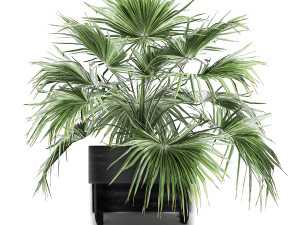 houseplants in a black pot for the interior 711 Modelo 3D