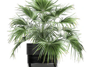 houseplants in a black pot for the interior 711 3D Model