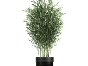 houseplants in a black pot for the interior 711 3D Model