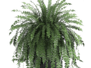 houseplants in a black pot for the interior 711 Modelo 3D