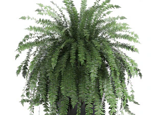 houseplants in a black pot for the interior 711 3D Model