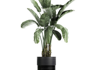 houseplants in a black pot for the interior 711 Modelo 3D