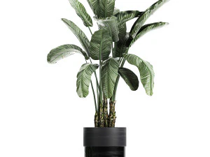 houseplants in a black pot for the interior 711 3D Model