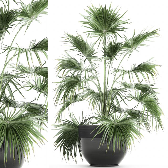 decorative palm in a flowerpot 712 Modèle 3D .c4d .max .obj .3ds .fbx .stl .blend 