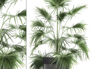 decorative palm in a flowerpot 712 3D Model