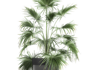 decorative palm in a flowerpot 712 Modèle 3D