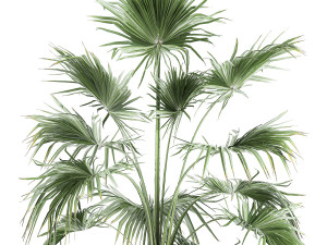 decorative palm in a flowerpot 712 Modèle 3D