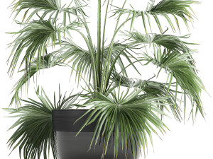 decorative palm in a flowerpot 712 Modèle 3D
