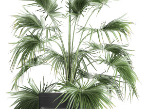 decorative palm in a flowerpot 712 Modèle 3D