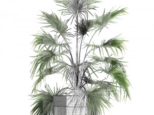 decorative palm in a flowerpot 712 Modèle 3D