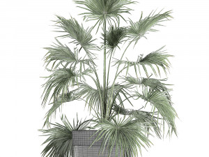 decorative palm in a flowerpot 712 Modèle 3D