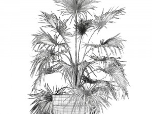 decorative palm in a flowerpot 712 Modèle 3D