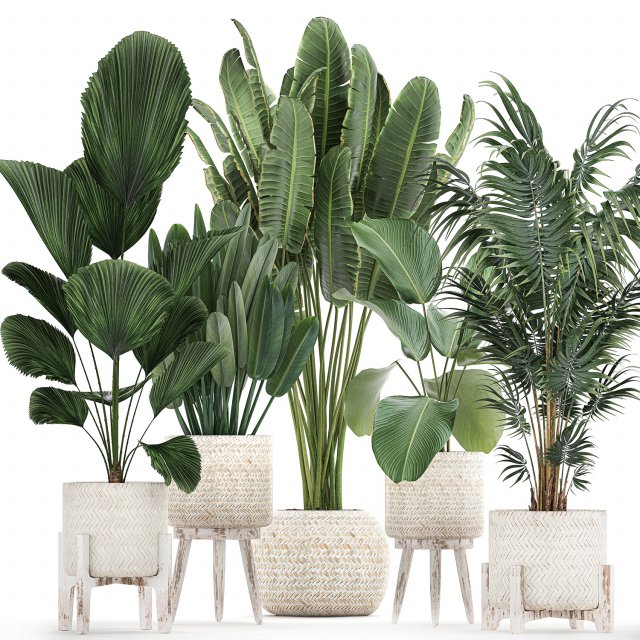 houseplants in a white basket rattan for the interior 713 3D Модель .c4d .max .obj .3ds .fbx .stl .blend 