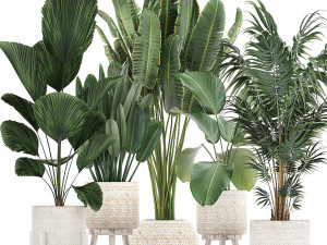 houseplants in a white basket rattan for the interior 713 Modelo 3D