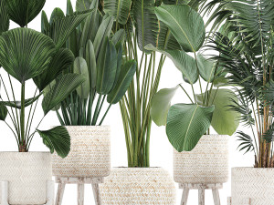 houseplants in a white basket rattan for the interior 713 3D Модель