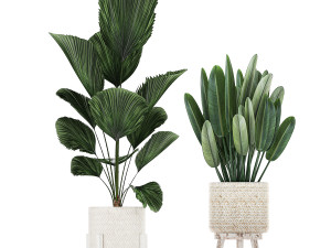 houseplants in a white basket rattan for the interior 713 3D Модель