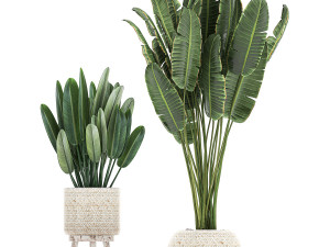 houseplants in a white basket rattan for the interior 713 3D Модель