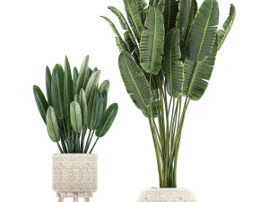 houseplants in a white basket rattan for the interior 713 3D Model