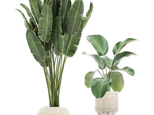 houseplants in a white basket rattan for the interior 713 3D Модель