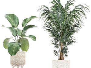 houseplants in a white basket rattan for the interior 713 3D Модель