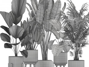houseplants in a white basket rattan for the interior 713 3D Модель