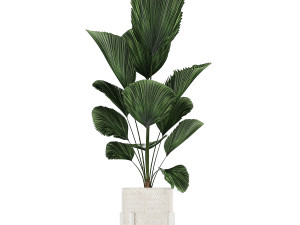 houseplants in a white basket rattan for the interior 713 3D Модель