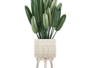 houseplants in a white basket rattan for the interior 713 3D Модель