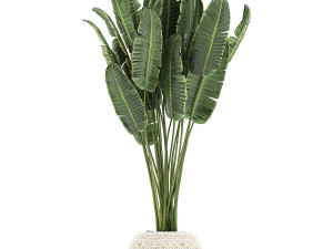 houseplants in a white basket rattan for the interior 713 3D Модель