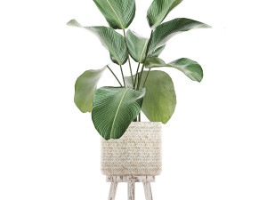 houseplants in a white basket rattan for the interior 713 3D Модель