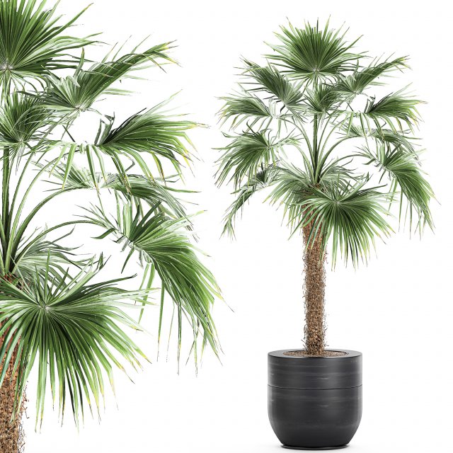 decorative palm in a flowerpot 714 Model 3D .c4d .max .obj .3ds .fbx .stl .blend 