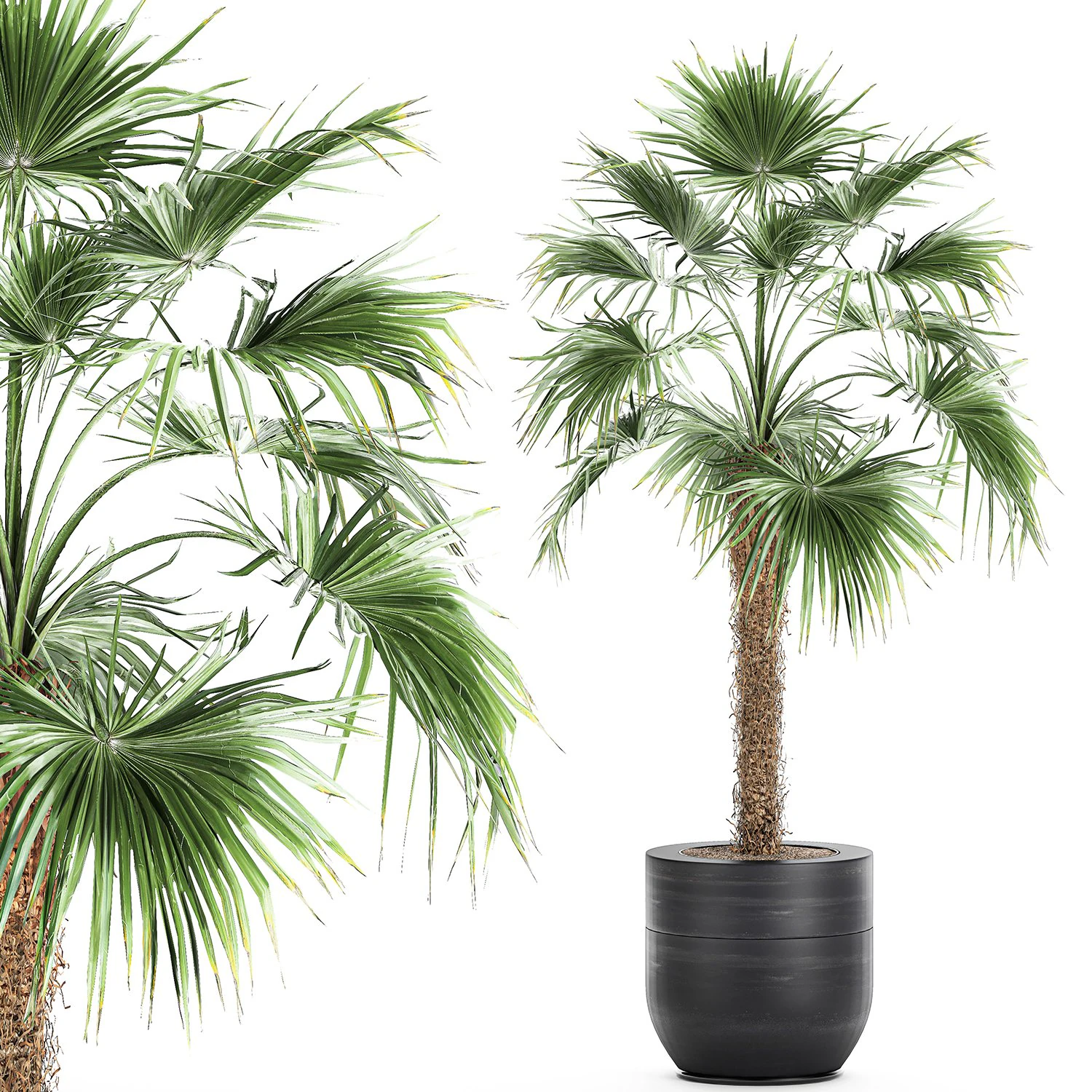 decorative palm in a flowerpot 714 3D Model .c4d .max .obj .3ds .fbx .stl .blend 