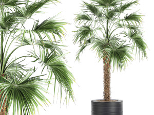 decorative palm in a flowerpot 714 3D Model