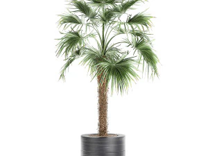 decorative palm in a flowerpot 714 3D Model