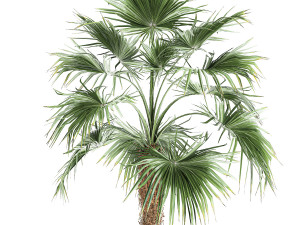 decorative palm in a flowerpot 714 Model 3D