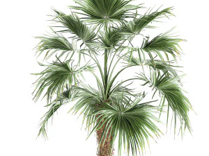 decorative palm in a flowerpot 714 3D Model