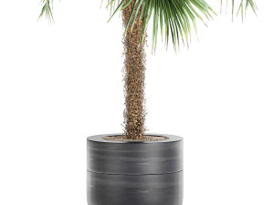 decorative palm in a flowerpot 714 3D Model