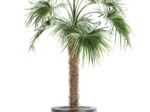 decorative palm in a flowerpot 714 3D Model